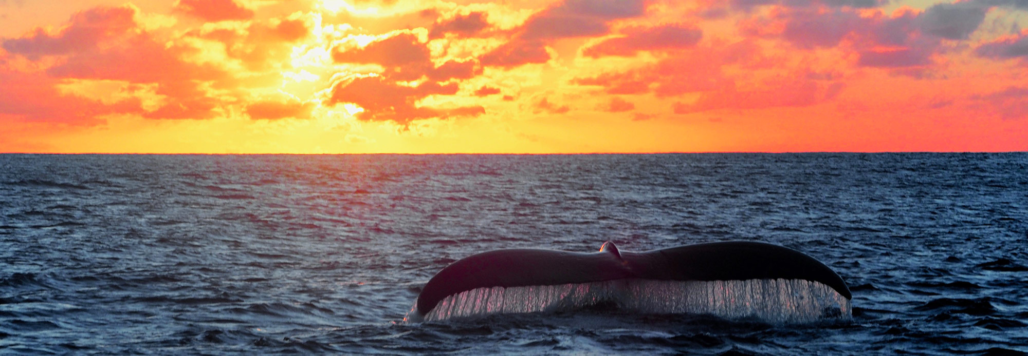 whale tail breaching at sunset