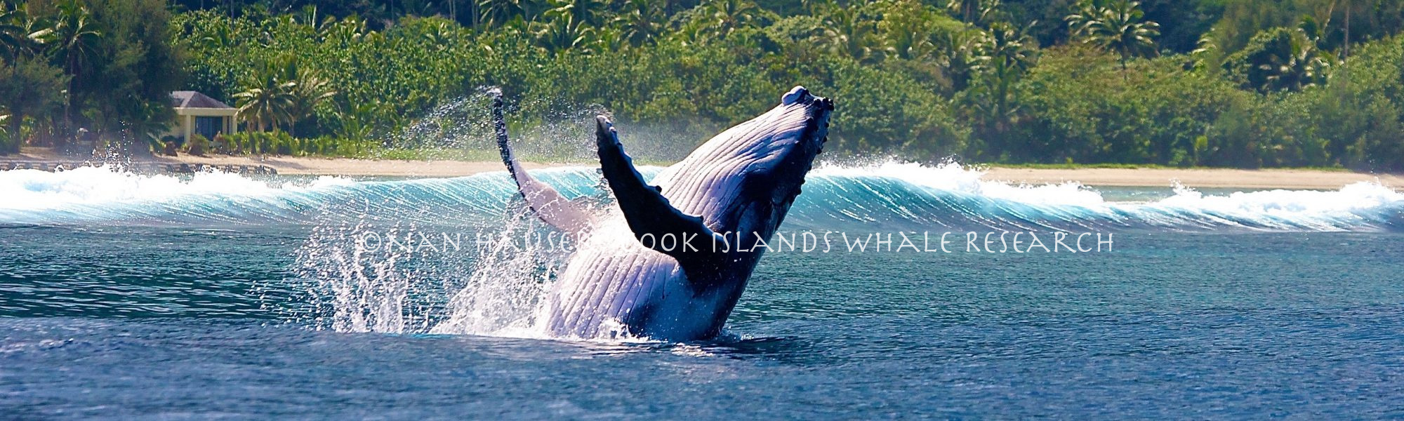 Whale Flipping in Water